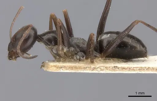 Cataglyphis cursor specimen CASENT0217721 image casent0217721_3