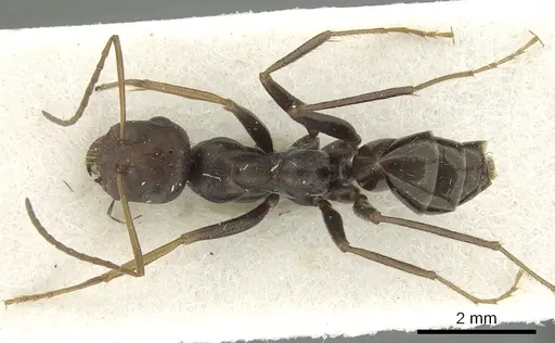 Cataglyphis cursor specimen CASENT0280326 image casent0280326_1