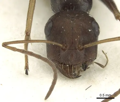 Cataglyphis cursor specimen CASENT0280326 image casent0280326_2