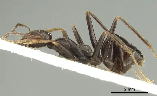 Cataglyphis cursor specimen CASENT0280326 image casent0280326_3
