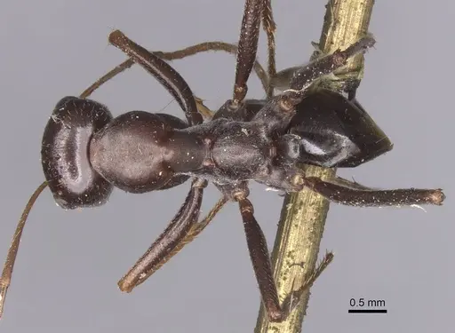 Cataglyphis cursor specimen CASENT0913667 image casent0913667_1