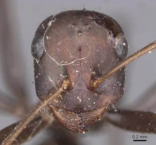 Cataglyphis cursor specimen CASENT0913667 image casent0913667_2