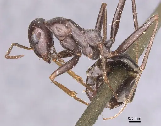 Cataglyphis cursor specimen CASENT0913667 image casent0913667_3