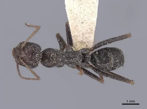 Cataglyphis cursor specimen FMNHINS0000046227 image fmnhins0000046227_1