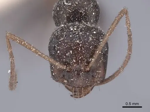 Cataglyphis cursor specimen FMNHINS0000046227 image fmnhins0000046227_2