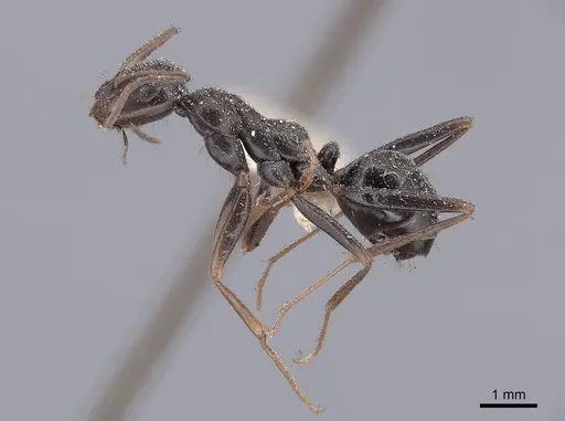 Cataglyphis cursor specimen FMNHINS0000046227 image fmnhins0000046227_3