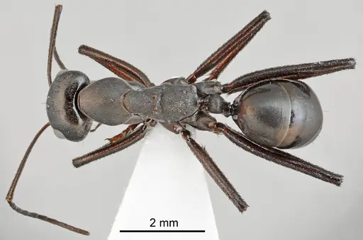 Cataglyphis dejdaranensis specimen CASENT0872370 image casent0872370_1