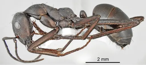 Cataglyphis dejdaranensis specimen CASENT0872370 image casent0872370_3