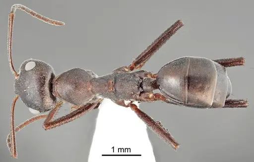 Cataglyphis dejdaranensis specimen CASENT0872371 image casent0872371_1