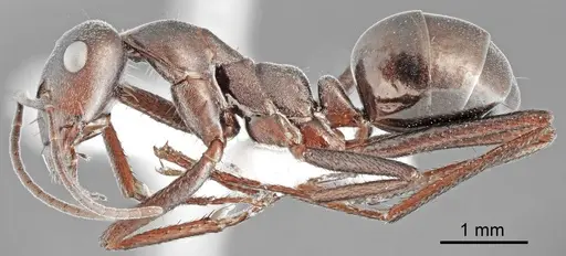 Cataglyphis dejdaranensis specimen CASENT0872371 image casent0872371_2