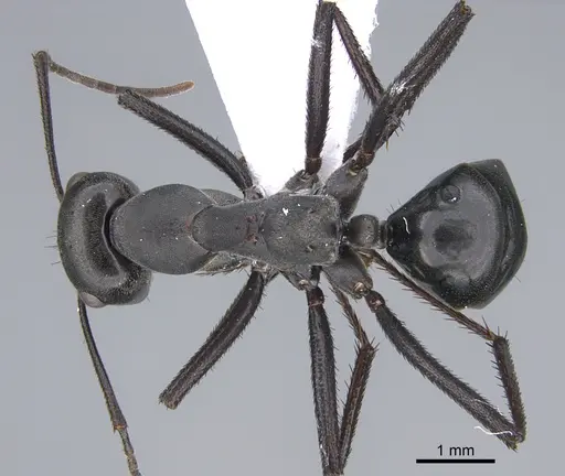 Cataglyphis dejdaranensis specimen CASENT0872377 image casent0872377_1