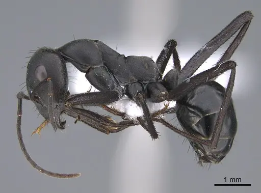Cataglyphis dejdaranensis specimen CASENT0872377 image casent0872377_3