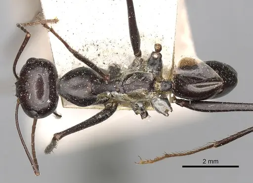 Cataglyphis diehlii specimen CASENT0249893 image casent0249893_1