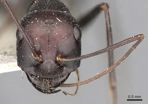 Cataglyphis diehlii specimen CASENT0249893 image casent0249893_2