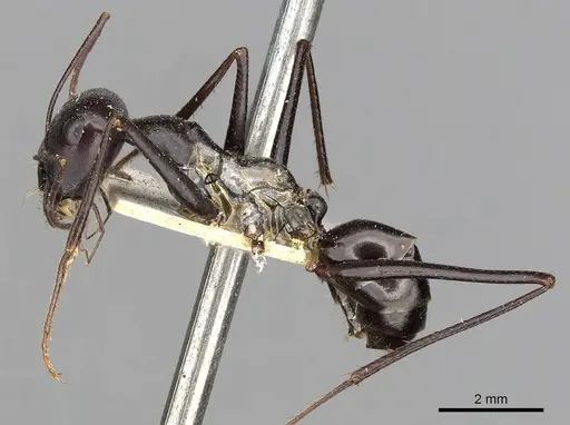 Cataglyphis diehlii specimen CASENT0249893 image casent0249893_3