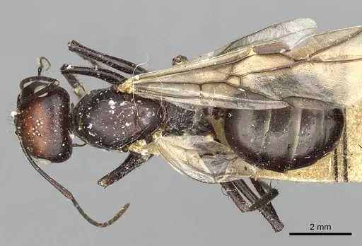 Cataglyphis diehlii specimen CASENT0249895 image casent0249895_1