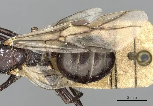 Cataglyphis diehlii specimen CASENT0249895 image casent0249895_2