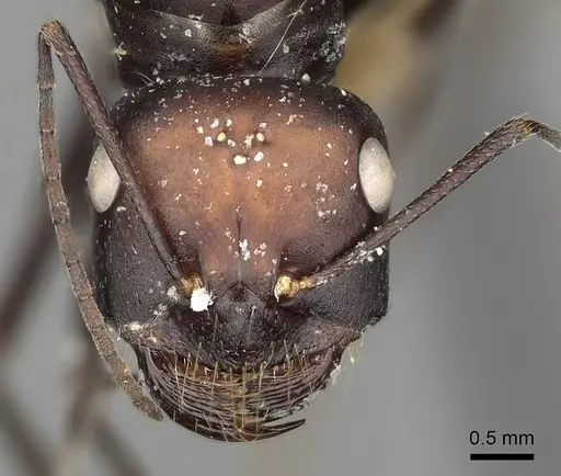 Cataglyphis diehlii specimen CASENT0249895 image casent0249895_3
