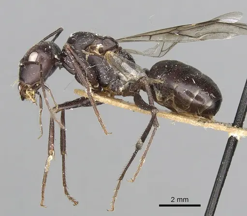 Cataglyphis diehlii specimen CASENT0249895 image casent0249895_4
