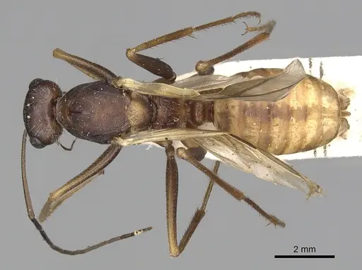 Cataglyphis diehlii specimen CASENT0249897 image casent0249897_1