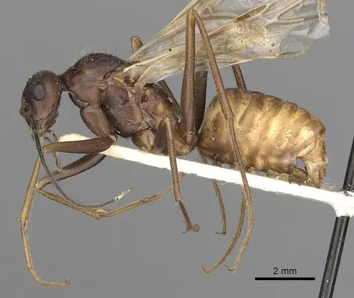 Cataglyphis diehlii specimen CASENT0249897 image casent0249897_3