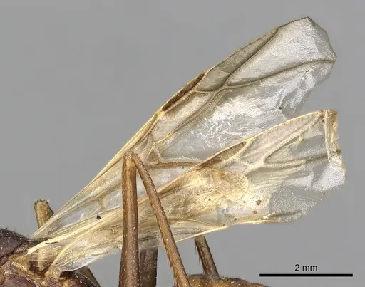 Cataglyphis diehlii specimen CASENT0249897 image casent0249897_4