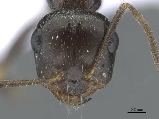 Cataglyphis emeryi specimen CASENT0910230 image casent0910230_2