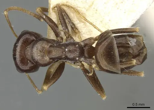 Cataglyphis emeryi specimen CASENT0911110 image casent0911110_1