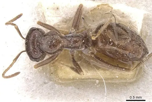 Cataglyphis emeryi specimen CASENT0912192 image casent0912192_1