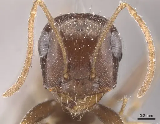 Cataglyphis emeryi specimen CASENT0912192 image casent0912192_2