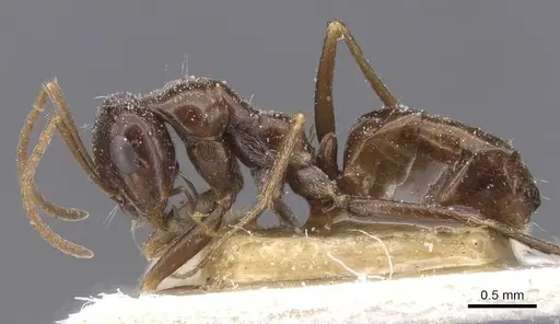 Cataglyphis emeryi specimen CASENT0912192 image casent0912192_3