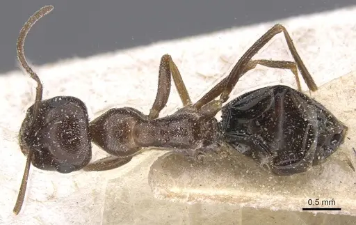 Cataglyphis emeryi specimen CASENT0912193 image casent0912193_1