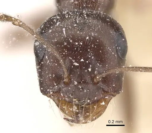 Cataglyphis emeryi specimen CASENT0912193 image casent0912193_2