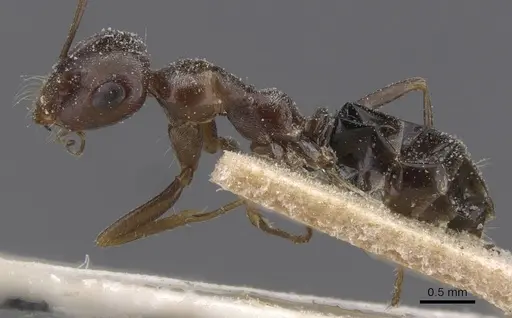Cataglyphis emeryi specimen CASENT0912193 image casent0912193_3