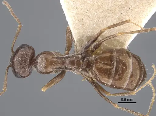 Cataglyphis emeryi specimen CASENT0917345 image casent0917345_1