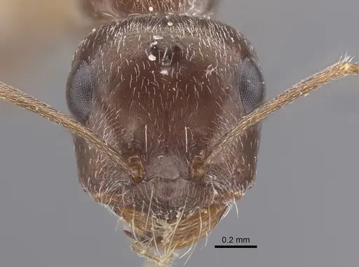 Cataglyphis emeryi specimen CASENT0917345 image casent0917345_2