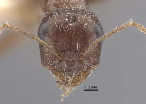 Cataglyphis emeryi specimen CASENT0917345 image casent0917345_3