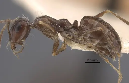 Cataglyphis emeryi specimen CASENT0917345 image casent0917345_4
