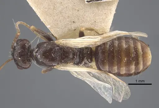Cataglyphis emeryi specimen CASENT0917346 image casent0917346_1