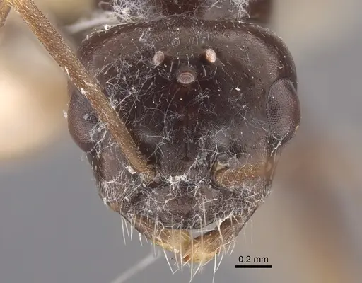 Cataglyphis emeryi specimen CASENT0917346 image casent0917346_2