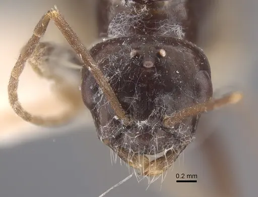 Cataglyphis emeryi specimen CASENT0917346 image casent0917346_3