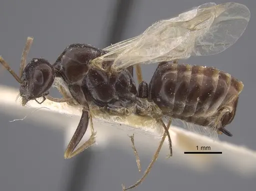 Cataglyphis emeryi specimen CASENT0917346 image casent0917346_4