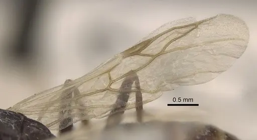 Cataglyphis emeryi specimen CASENT0917346 image casent0917346_5