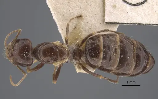 Cataglyphis emeryi specimen CASENT0917347 image casent0917347_1