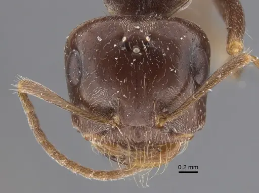 Cataglyphis emeryi specimen CASENT0917347 image casent0917347_2