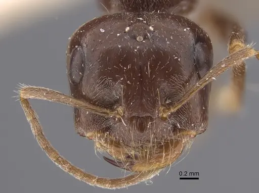 Cataglyphis emeryi specimen CASENT0917347 image casent0917347_3
