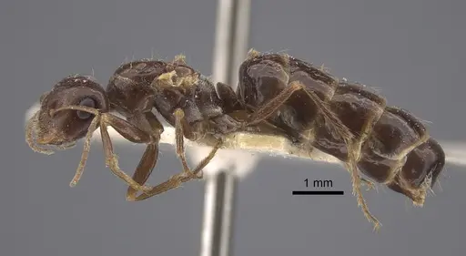 Cataglyphis emeryi specimen CASENT0917347 image casent0917347_4