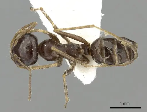 Cataglyphis emmae specimen CASENT0249840 image casent0249840_1