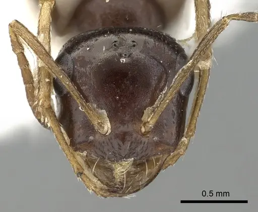 Cataglyphis emmae specimen CASENT0249840 image casent0249840_2