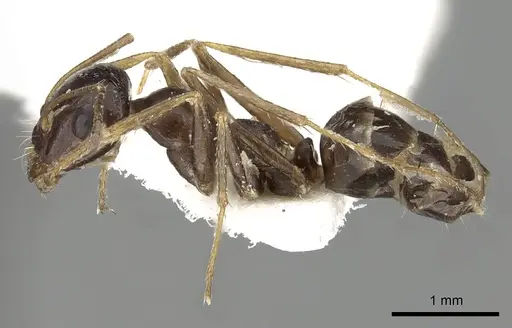 Cataglyphis emmae specimen CASENT0249840 image casent0249840_3